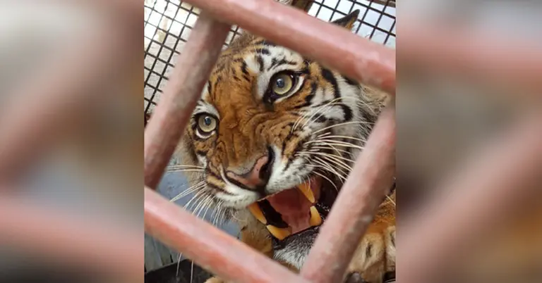 রয়েল বেঙ্গল বাঘিনী